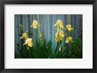 Framed Yellow Bearded Iris And Rustic Wood Fence