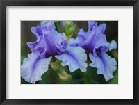 Framed Lavender Iris 1