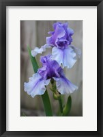 Framed Lavender Iris 2