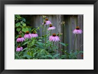 Framed Purple Coneflowers 2