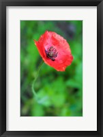 Framed Red Poppy Flower 1