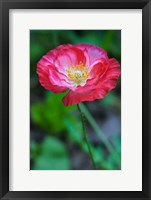 Framed Pink Poppy Flower