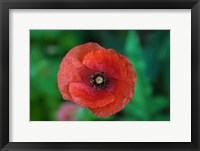 Framed Red Poppy Flower 2