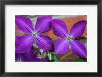 Framed Purple Clematis Flowers 2