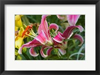 Framed Magenta Stargazer Lily 2