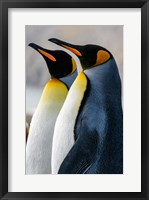 Framed South Georgia Island, St Andrews Bay King Penguins