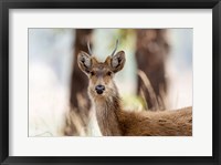 Framed India, Madhya Pradesh, Kanha National Park Headshot Of A Young Male Barasingha