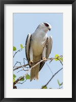 Framed India, Madhya Pradesh, Kanha National Park Portrait Of A Black-Winged Kite On A Branch