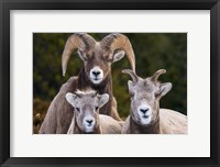 Framed Alberta, Jasper Bighorn Sheep Ram With Juveniles