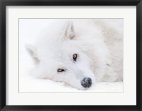 Framed Alberta, Yamnuska Wolfdog Sanctuary White Wolfdog Portrait