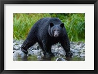 Framed British Columbia Black Bear Searches For Fish At Rivers Edge