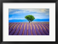 Framed Europe, France, Provence, Valensole Plateau Field Of Lavender And Tree