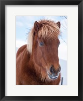 Framed Icelandic Horse In Fresh Snow