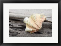 Framed Ruffled Clam Shell - Tridacna Squamosa