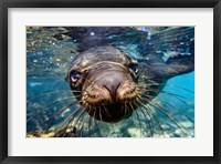 Framed Galapagos Islands, Santa Fe Island Galapagos Sea Lion Swims In Close To The Camera