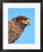 Framed Adult With Typical Yellow Skin In Face Striated Caracara Or Johnny Rook, Falkland Islands