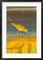 Framed California, San Luis Obispo County Long-Billed Curlew Feeding At Sunset