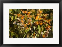 Framed California, San Luis Obispo County Clustering Monarch Butterflies On Branches