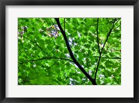 Framed Looking Up Into Vine Maple, Stout Grove, Jedediah Smith Redwoods State Park, Northern California