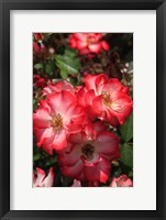 Framed Betty Boop Rose Is A Hybrid Rose With A Moderately Fruity Aroma