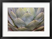 Framed Parry's Agave Or Mescal Agave