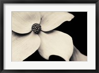 Framed Dogwood Flower