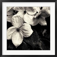 Framed Dogwood Flower No. 3