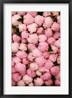 Framed Peony 2