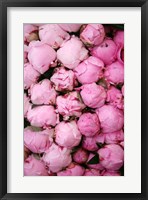 Framed Peony 3