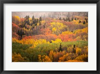 Framed Colorado, Gunnison National Forest, Forest In Autumn Colors