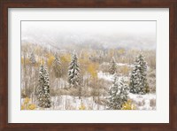 Framed Colorado, White River National Forest, Snowstorm On Forest