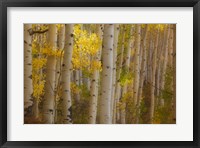 Framed Colorado, Gunnison National Forest, Aspen Trees Highlighted At Sunrise
