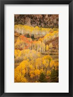 Framed Colorado, San Juan Mountains, Autumn-Colored Aspen Forest On Mountain Slope