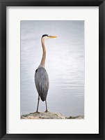 Framed Colorado, Great Blue Heron