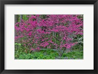 Framed Redbud Tree In Full Bloom, Mt, Cuba Center, Hockessin, Delaware