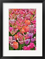 Framed Tulips In Planters, Formal Garden, Mt, Hockessin, Delaware