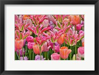 Framed Tulips In Planters, Formal Garden, Mt, Cuba Center, Hockessin, Delaware