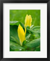 Framed Yellow Trillium, Trillium Erectum, Growing In A Wildflower Garden