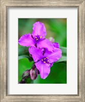 Framed Purple Virginia Spiderwort, Tradescantia Virginiana Growing In A Wildflower Garden