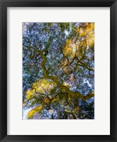 Framed Delaware, Looking Up At The Sky Through A Japanese Maple