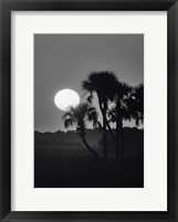 Framed Palm Trees And Sunrise, Florida