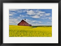 Framed Red Barn In Canola Field Near Genesee, Idaho,