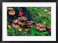 Framed Golden Honey Mushrooms On Oak Trunk, Michigan