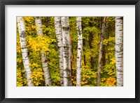 Framed Michigan, Upper Peninsula, Fall Colors