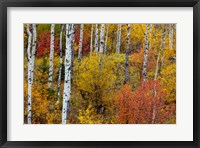 Framed Aspen Grove In Peak Fall Colors In Glacier National Park, Montana