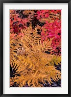 Framed Autumn Ferns And Ground Cover, Glacier National Park, Montana