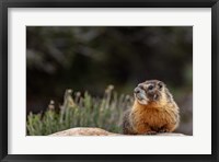 Framed Yellow Bellied Marmot In Great Basin National Park, Nevada