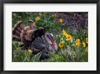 Framed Tom Turkey In Breeding Plumage In Great Basin National Park, Nevada