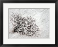 Framed Oregon, Coos Bay Abstract Of Sea Fan