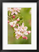 Framed Hood River, Oregon, Close-Up Of Apple Blossoms